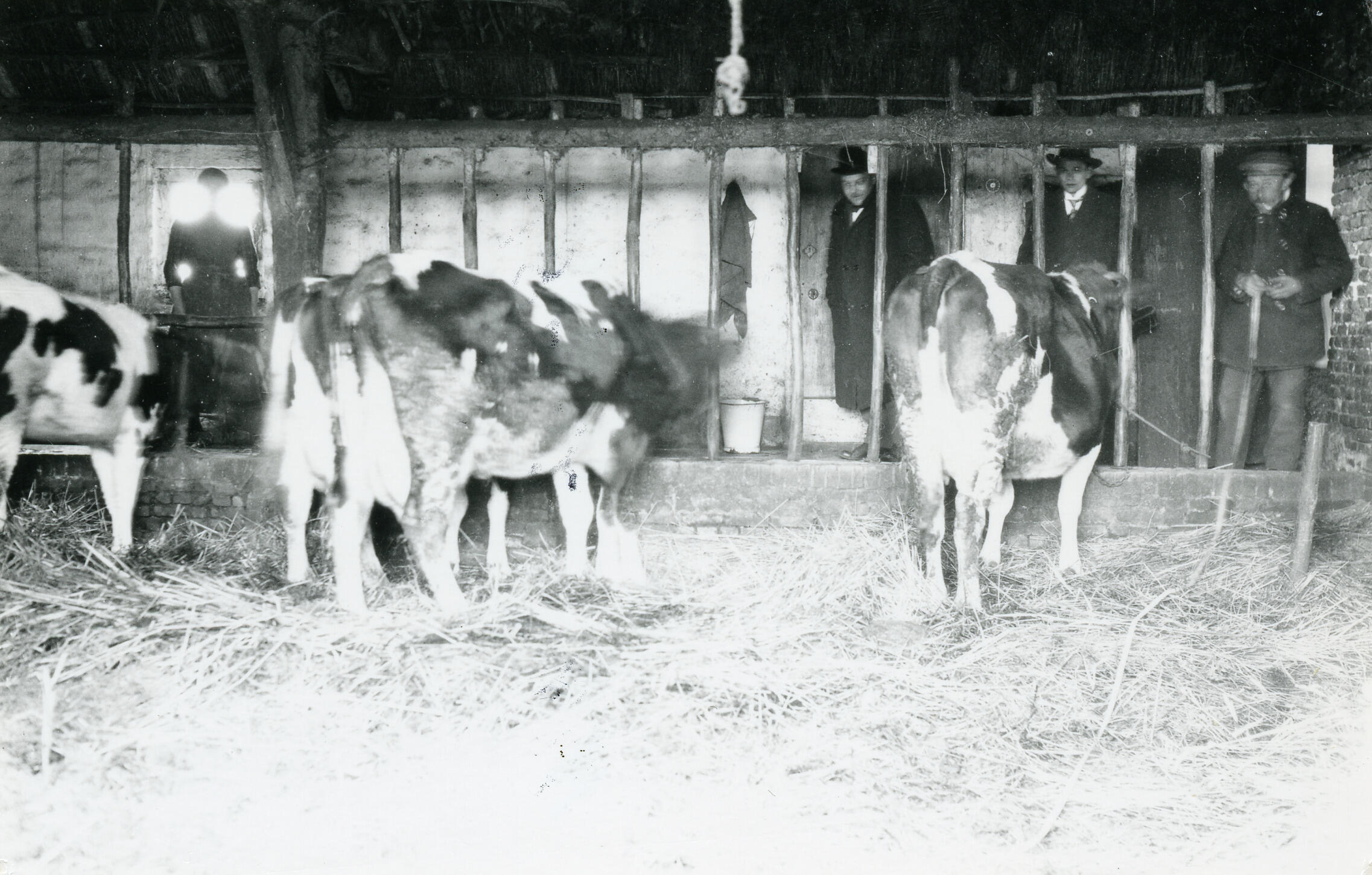 Potstal, Westelbeers, 1937 (zwart-wit foto)
