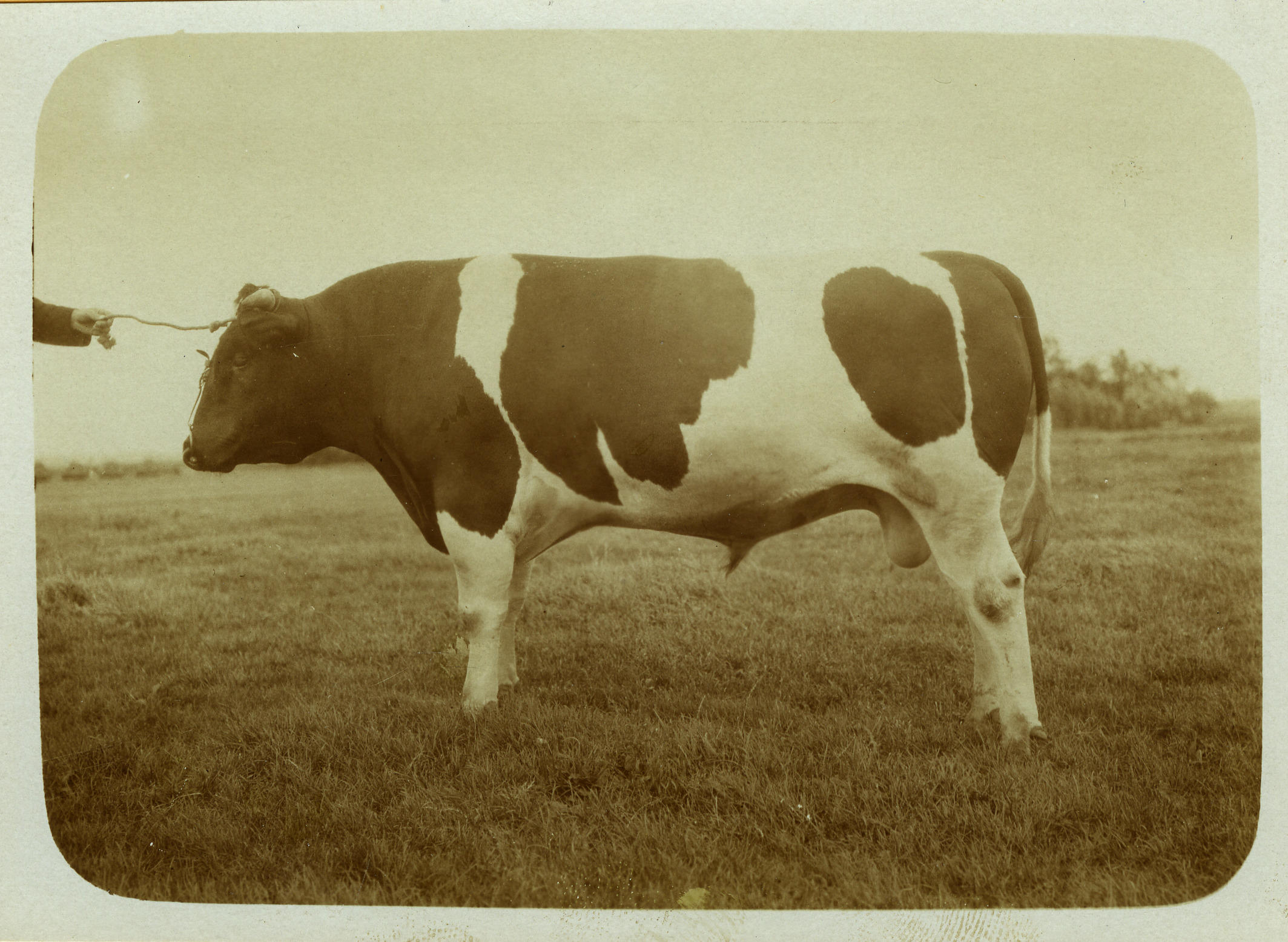 Stier, 1914–1934 (zwart-wit foto)