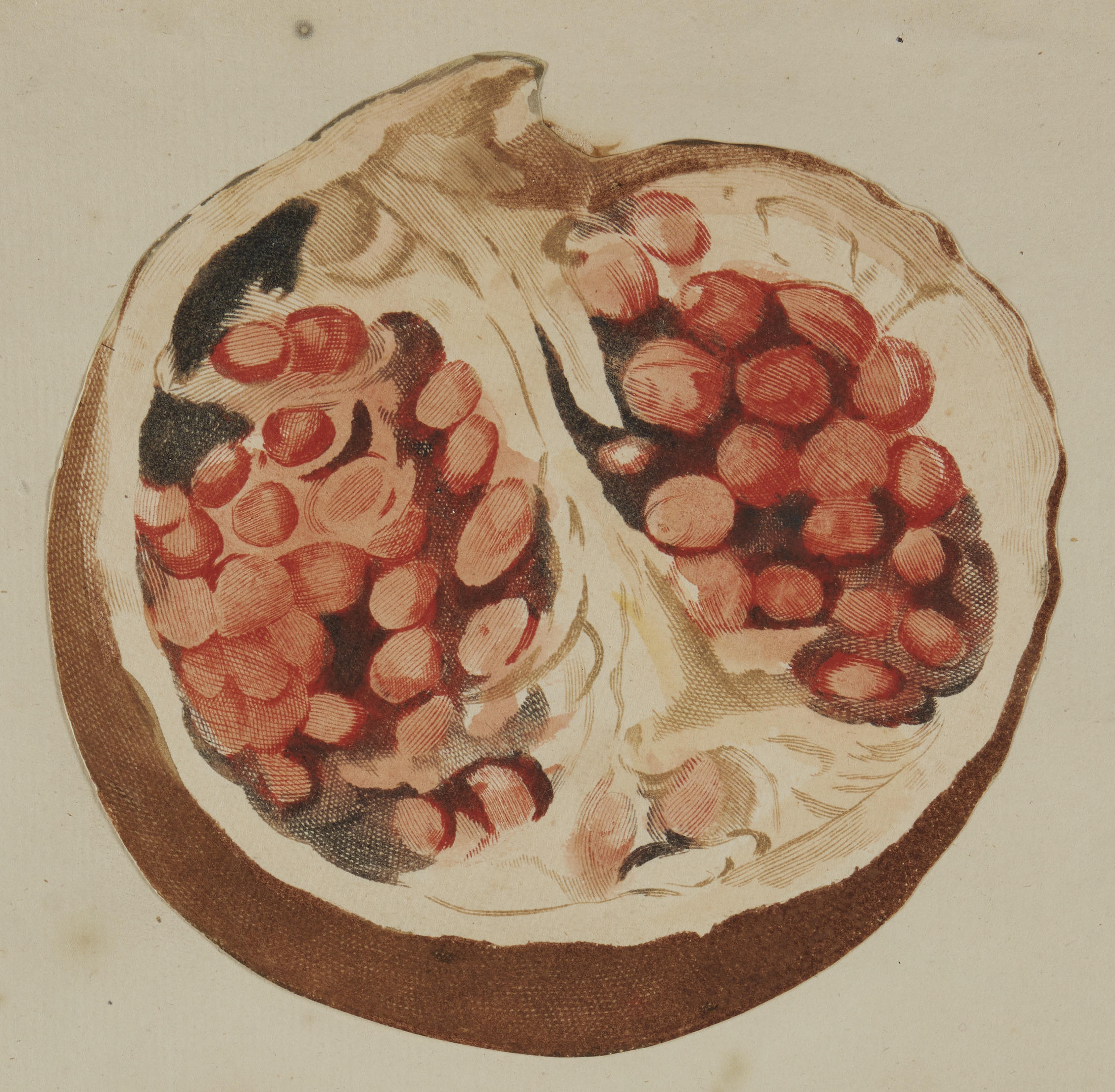 Granaatappel, 1734–1780