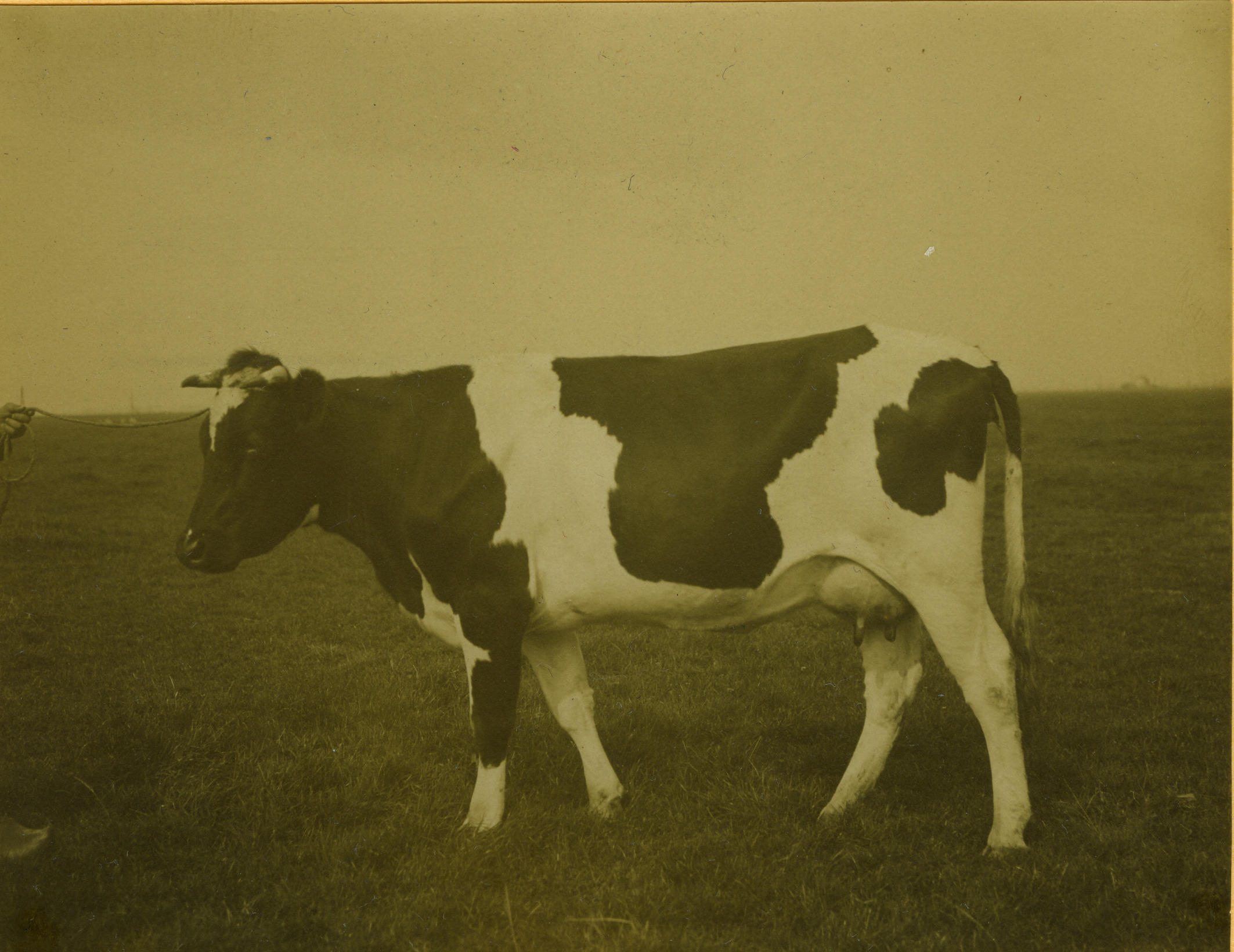 Koe, 1914–1934 (zwart-wit foto)